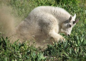 goat-scrape.jpg